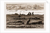 The Recent Rising In The Transvaal by Anonymous