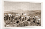 The Revolt In The Transvaal by Anonymous