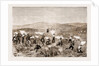 The Revolt In The Transvaal by Anonymous