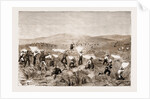The Revolt In The Transvaal by Anonymous