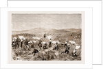 The Revolt In The Transvaal by Anonymous