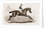 Iroquois, The Winner Of The Derby Of 1881 by Anonymous