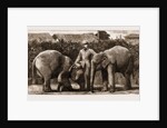 Burmese Elephants Born In Captivity, 1881 by Anonymous