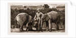 Burmese Elephants Born In Captivity, 1881 by Anonymous