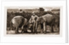 Burmese Elephants Born In Captivity, 1881 by Anonymous