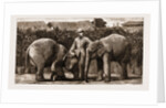 Burmese Elephants Born In Captivity, 1881 by Anonymous