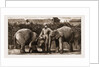 Burmese Elephants Born In Captivity, 1881 by Anonymous