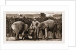 Burmese Elephants Born In Captivity, 1881 by Anonymous