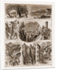 Views of Mentone, on the French Riviera, along the Franco-Italian, 1880 by Anonymous