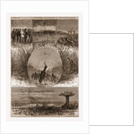 The Snipe Drawn by Gaston Fay