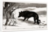 British Columbia, A Province Located On the West Coast of Canada, Dog in the Snow by Anonymous