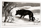 British Columbia, A Province Located On the West Coast of Canada, Dog in the Snow by Anonymous