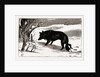 British Columbia, A Province Located On the West Coast of Canada, Dog in the Snow by Anonymous