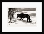 British Columbia, A Province Located On the West Coast of Canada, Dog in the Snow by Anonymous