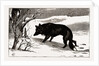British Columbia, A Province Located On the West Coast of Canada, Dog in the Snow by Anonymous