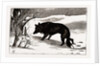 British Columbia, A Province Located On the West Coast of Canada, Dog in the Snow by Anonymous