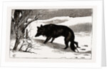 British Columbia, A Province Located On the West Coast of Canada, Dog in the Snow by Anonymous