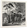 The Scotch Firs, Kensington Gardens by Anonymous
