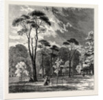 The Scotch Firs, Kensington Gardens by Anonymous