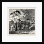 The Scotch Firs, Kensington Gardens by Anonymous