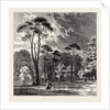 The Scotch Firs, Kensington Gardens by Anonymous