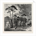 The Scotch Firs, Kensington Gardens by Anonymous