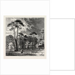 The Scotch Firs, Kensington Gardens by Anonymous