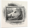 Old Sign of the boar's Head by Anonymous