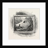 Old Sign of the boar's Head by Anonymous