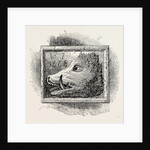 Old Sign of the boar's Head by Anonymous