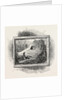 Old Sign of the boar's Head by Anonymous