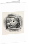 Old Sign of the boar's Head by Anonymous