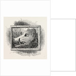 Old Sign of the boar's Head by Anonymous