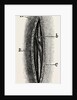 Ligature by Anonymous