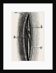 Ligature by Anonymous