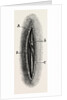 Ligature by Anonymous