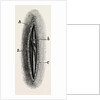Ligature by Anonymous