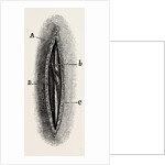 Ligature by Anonymous