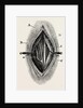 Ligature by Anonymous