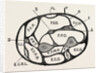 Section of the forearm by Anonymous