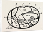 Section of the forearm by Anonymous
