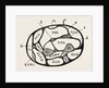 Section of the forearm by Anonymous