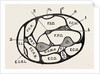 Section of the forearm by Anonymous