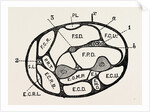 Section of the forearm by Anonymous