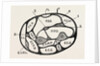 Section of the forearm by Anonymous