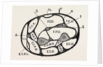 Section of the forearm by Anonymous