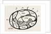 Section of the forearm by Anonymous