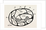 Section of the forearm by Anonymous