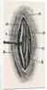 Ligature by Anonymous