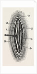 Ligature by Anonymous